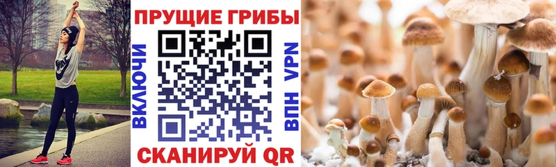 Купить закладки  Курчалой  Галлюциногенные грибы Cubensis 